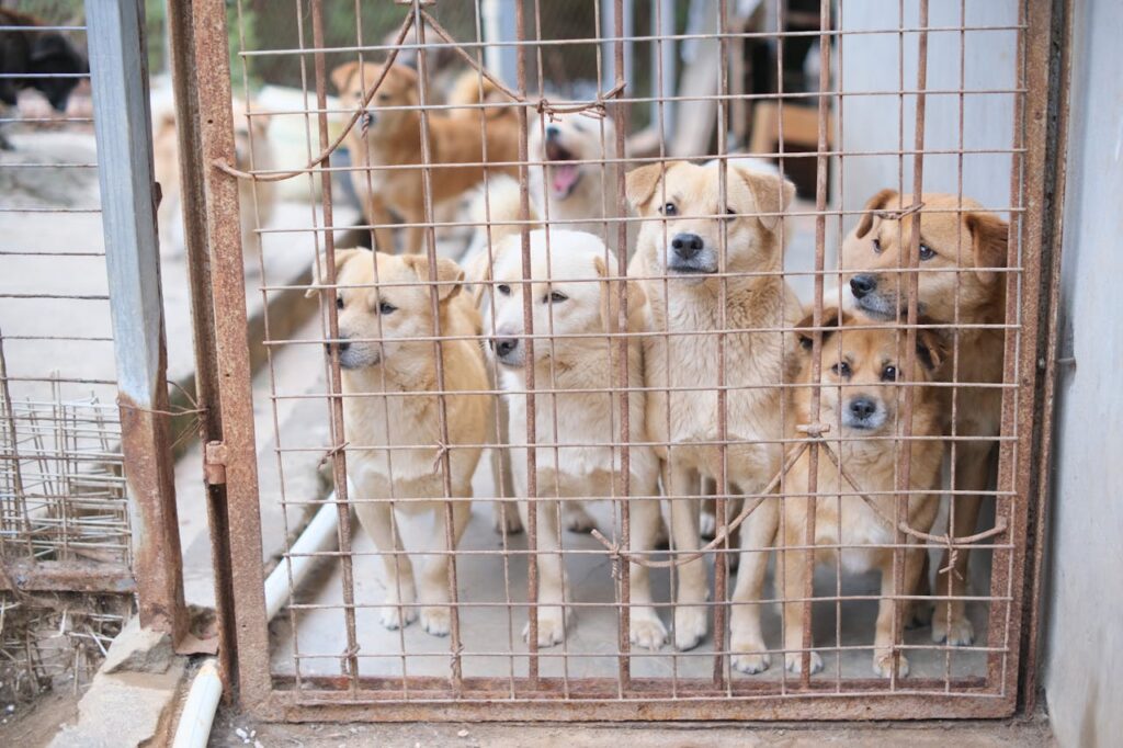 Multiple dogs in a shelter cage, highlighting the need for adoption and animal care.