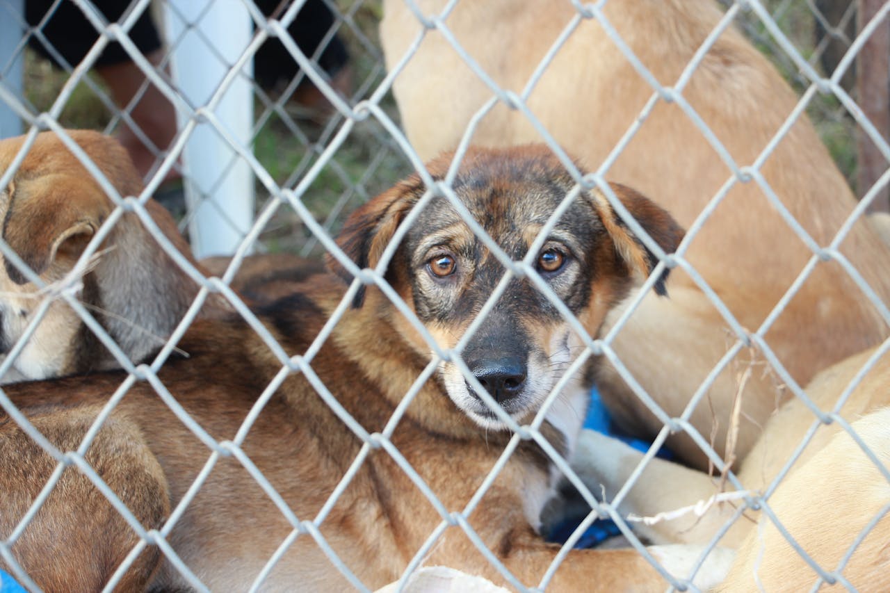 A rescue dog looks through a wire fence, living in a shelter awaiting adoption.